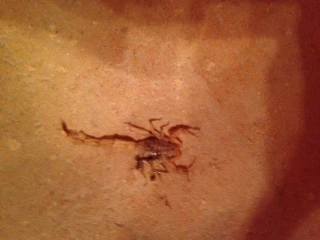 Scorpion