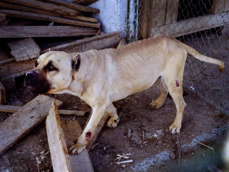 Animal Rights Supporters Protest Romanian Plan to Destroy Street Dogs