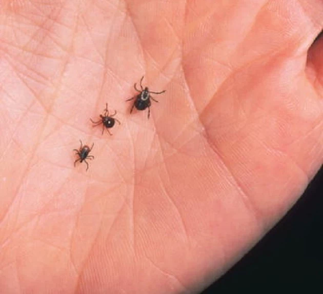 Close Up Of An Adult Female Deer Tick Dog Tick And A Lone Star Tick Are Shown June 15