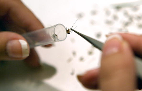 Mosquitoes Tested For West Nile