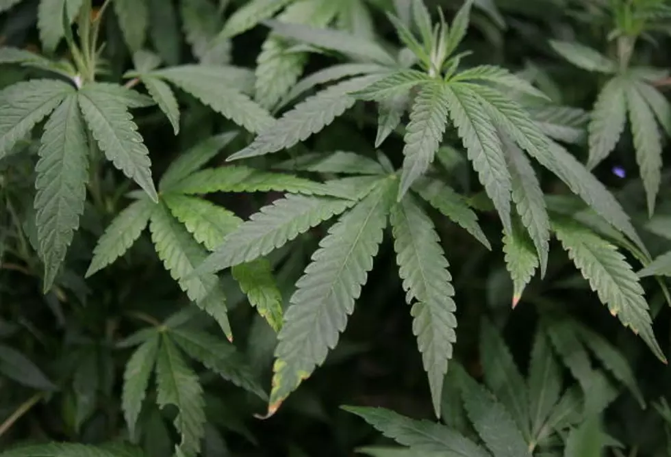 Court: The Smell of Pot Can’t Get You Pulled Over
