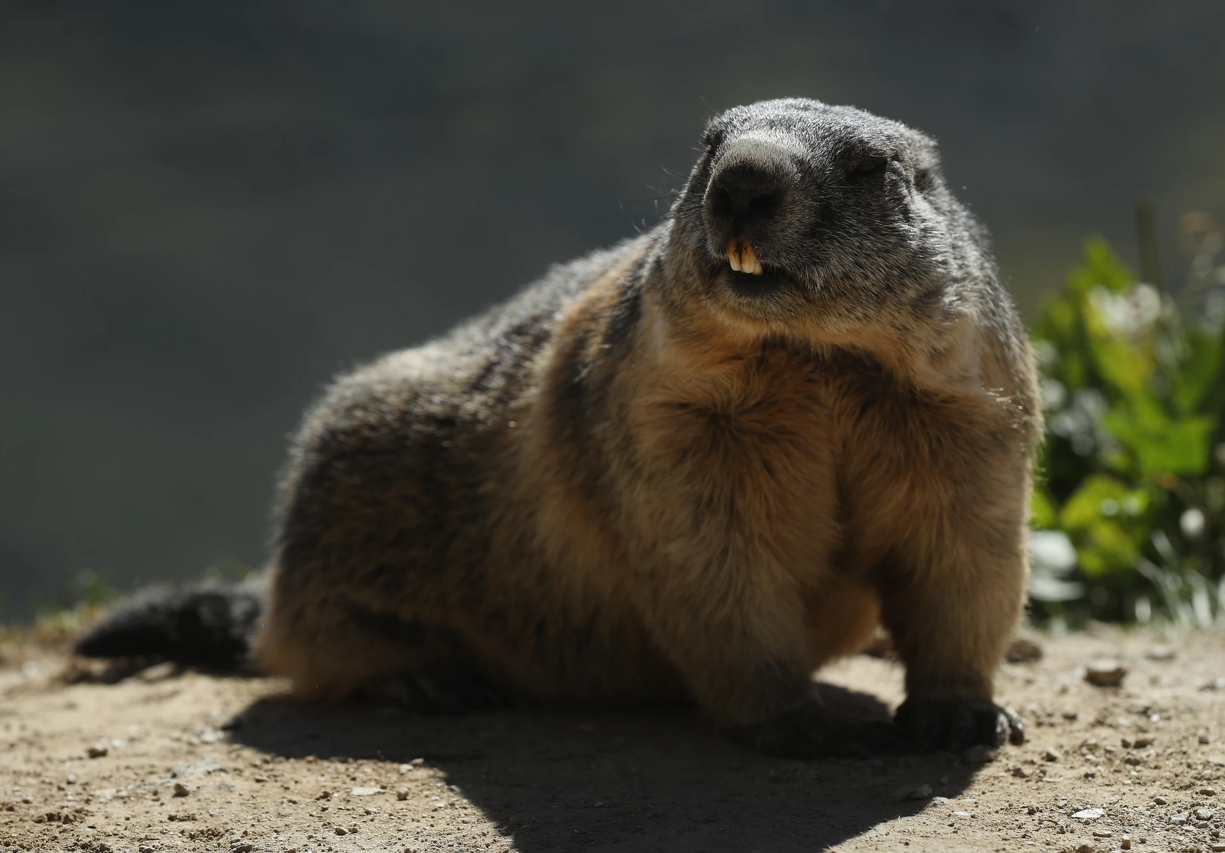 Rabid Woodchuck Marks Third Rabies Case in Wareham