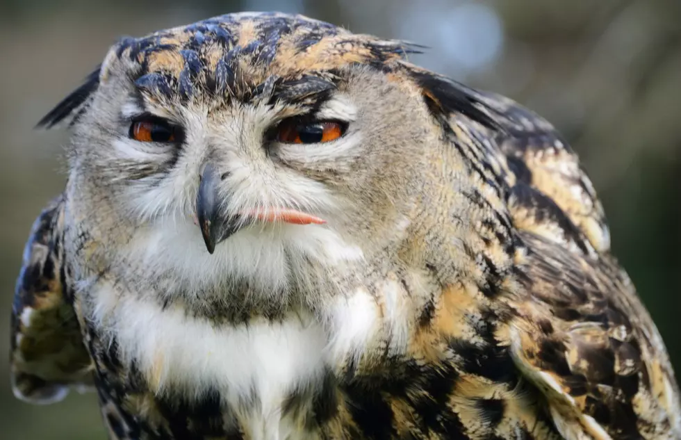 ‘Eyes on Owls’ at the Westport Land Conservation Trust