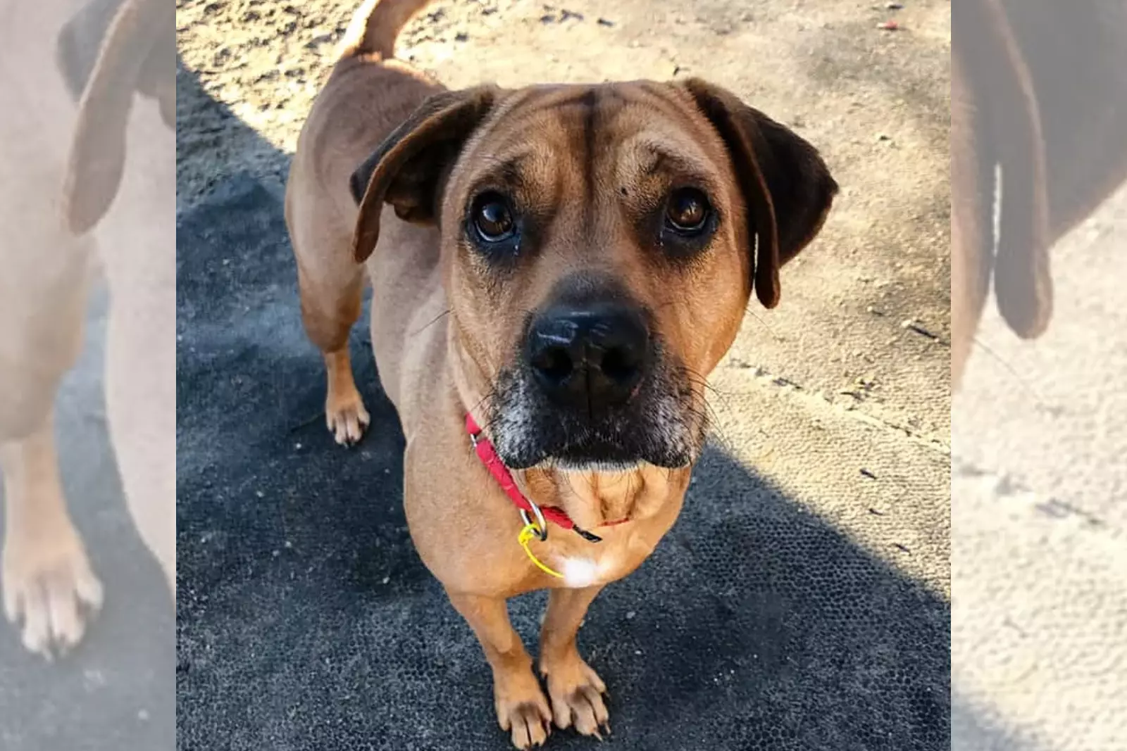 Lighthouse Animal Shelter