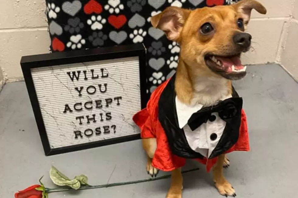 Who Needs Pilot Pete When You Could Have Peanut?