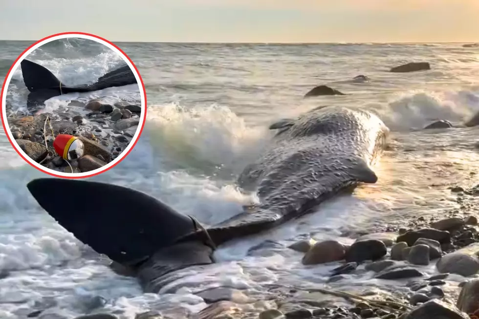 Massachusetts Sees Second Whale Stranding in January as Sperm Whale Washes Ashore on Cuttyhunk