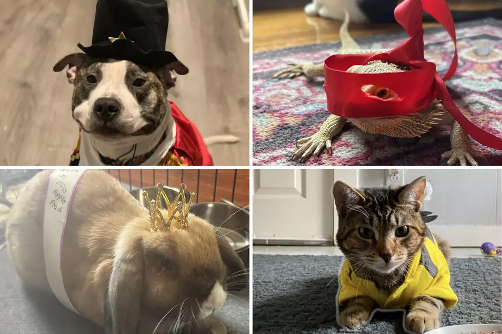 Vote for Your Favorite Pet in Our Howl-o-Ween Photo Contest
