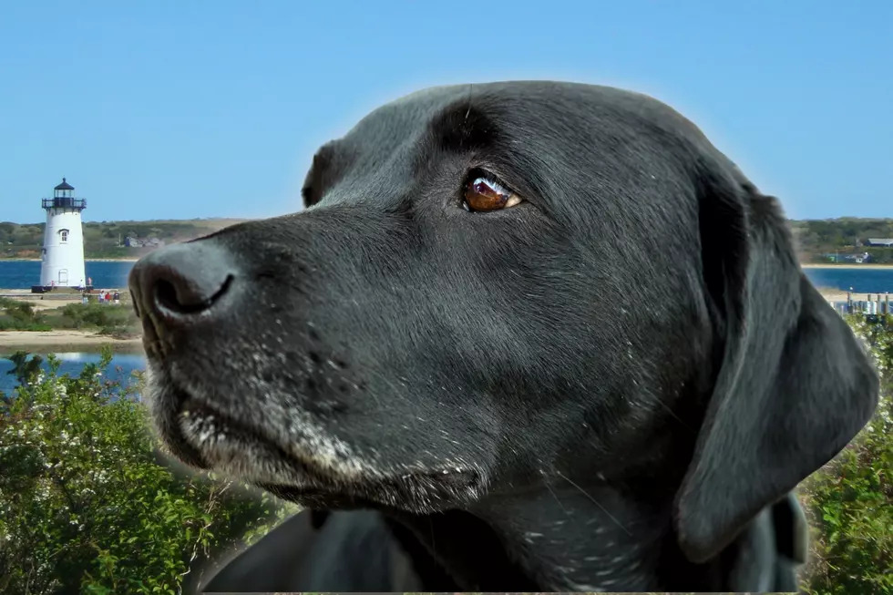 How a Rescue Dog Became Martha’s Vineyard’s Most Famous Symbol